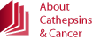 About Cathepsins & Cancer